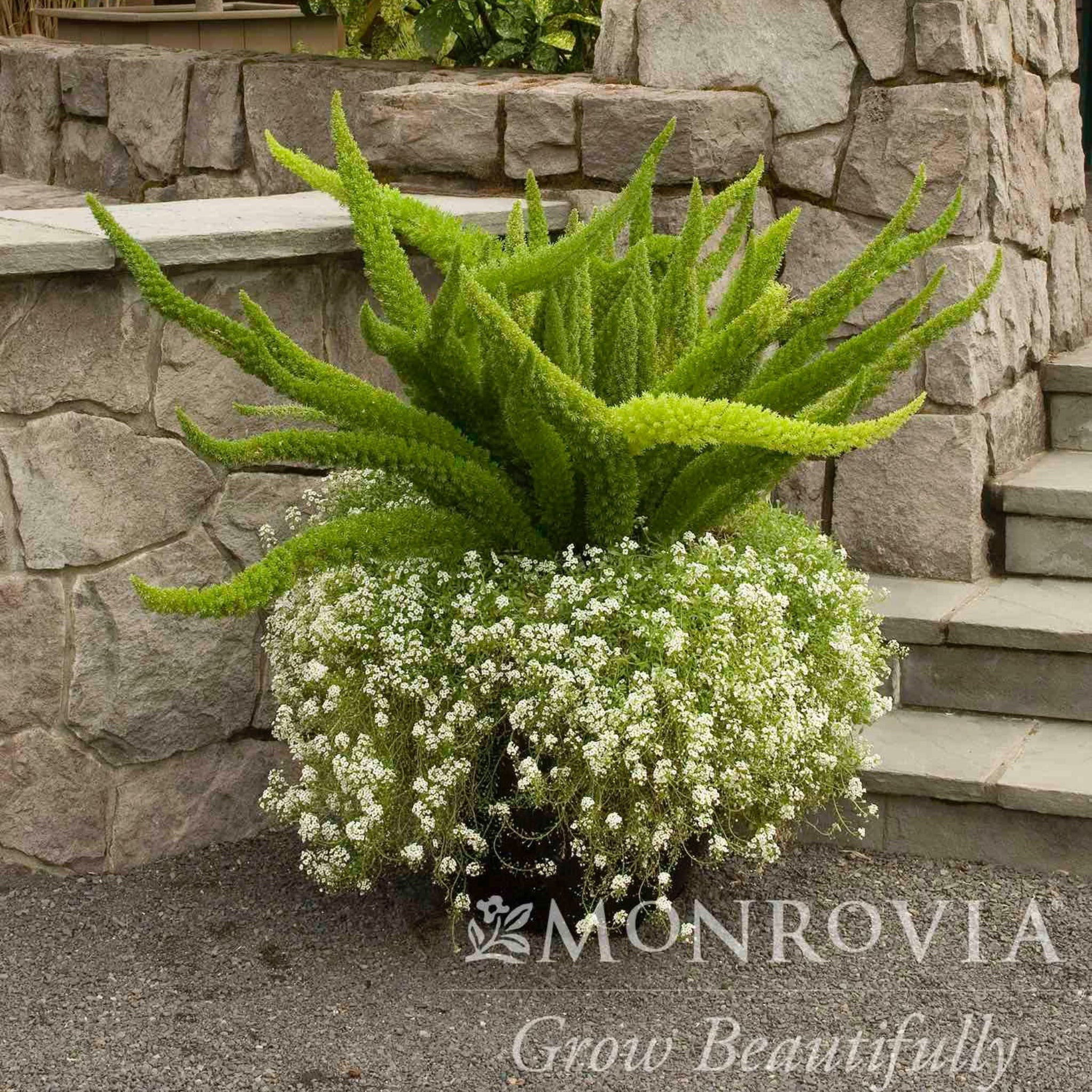 Foxtail Fern