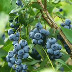 Bluecrop Blueberry