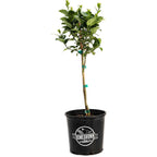 Key Lime Tree (CA)