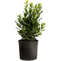 Bay Laurel