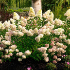 Dragon Baby™ Hardy Hydrangea