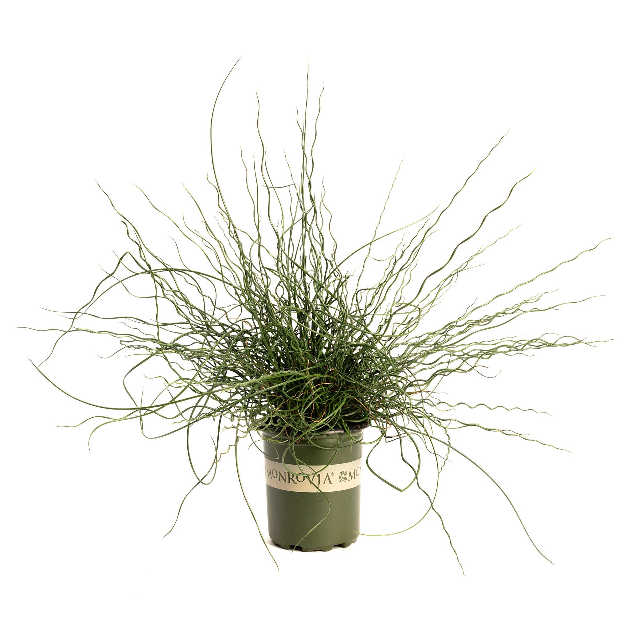 ColorGrass® Twister