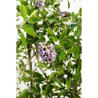 Amethyst Falls Wisteria