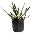Agave Americana ‘Variegata’