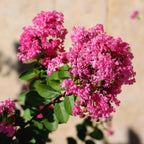 Tuscarora Crape Myrtle