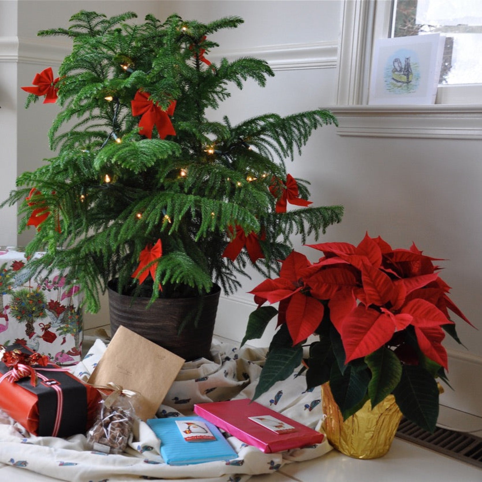 Norfolk Island Pine