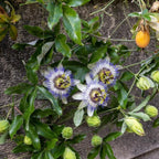 Passion Fruit